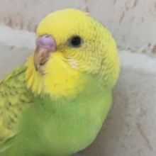 緑と黄色の安らぎカラー🍀 セキセイインコ(グリーンスパングル)