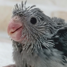 落ち着いた色合いたまらない～🖤 マメルリハインコ(モーブ)