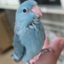 🌟最新画像🌟 このブルーにとっても虜～🩵 マメルリハインコ(ブルー)女の子