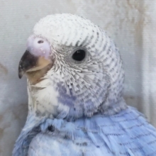 定番カラーの青色、素晴らしい～💙 セキセイインコ(ブルースパングル)