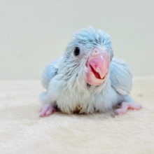 淡淡カラーのちっちゃな怪獣🦕マメルリハインコ（アメリカンホワイト）女の子