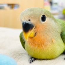 【最新画像更新🪄】優しいお顔❤︎コザクラインコ（ノーマル）ヒナ