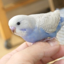 ぷんぷんぷんぷーん♩♫馴れる予感満載ですッ　セキセイインコ　パステルレインボースパングル～～