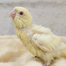 まだ飛べないんだけど、羽ばたき。。なんか可愛いっ☆　サザナミインコ　クリーム～～