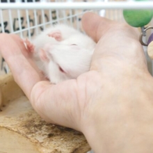 【画像更新🪄】手の上でりらっくす♡だいふくちゃん♡アルビノシマリス(女の子)