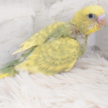 カッかかかぁ～　かきかき♩ふわっと～　セキセイインコ　スパングルおみせ