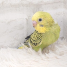 キメ顔と甘え顔のぎゃっぷよぉ～～　セキセイインコ　オパーリン～～