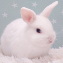 【動画更新🪄】ちょっとぬけてる？？ほんわかペースの　ドワーフホト～～