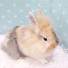 【動画更新🪄】ふわふわふわふわふーーー　もこっと　ジャージーウーリー☆～☆