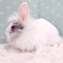 じゃじゃーーん☆　豪華な毛並み～　ジャージーウーリー～〜