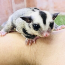 ベビ♪ベビ♪ベ～イビィ～♪　フクロモモンガ