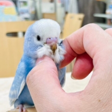 【最新画像・動画更新🪄】アイドル級の可愛さです🩵セキセイインコ（スパングル）ヒナ
