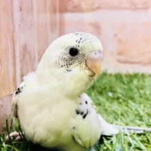 いつぶりにやってきたかな？？　セキセイインコ