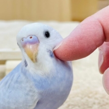 【最新画像更新🪄】綺麗な藤色です❤︎セキセイインコ（ライラック）ヒナ