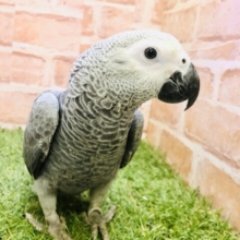 あの賢さNO.１鳥が久々に・・・　ヨウム