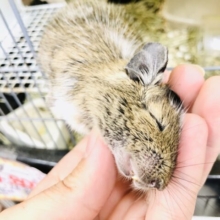 【最新画像更新☆☆】ぐんぐんガシガシ甘ったれ！！　デグー
