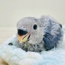 天使が舞い降りた👼コザクラインコ（バイオレット）ヒナ