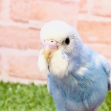 【最新画像更新☆☆】ごはんをください～🍚　セキセイインコ