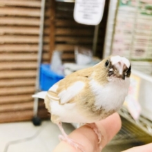 【最新画像更新☆☆】茶×白のベストカラー！！　十姉妹