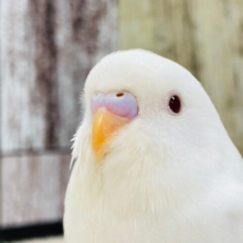 透き通るルビーアイ❤︎セキセイインコ（アルビノ）ヒナ