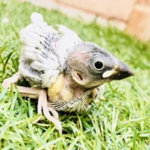 キラッと眩いカラー🌟　シルバー文鳥