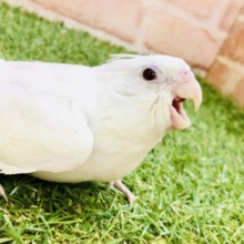 【最新画像更新☆☆】ピュア♪ピュア～　オカメインコ