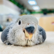 【最新画像更新🪄】やってきました❤︎わた毛の天使ちゃん♪コザクラインコ（バイオレット）ヒナ