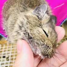 【最新画像更新☆☆】おやつ大好きな甘えん坊さん♪♪　デグー