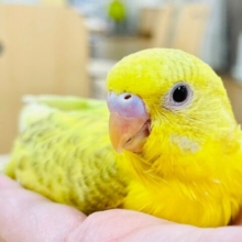 【最新動画更新🪄】模様が魅力的♡セキセイインコ（スパングル）ヒナ