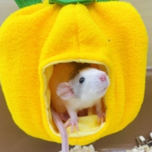 なんてこったお顔が可愛すぎる🐀🤍🤍　ファンシーラット　ハスキー　男の子
