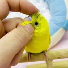 なれてるよ〜❣️さし餌1回❣️手乗り❣️カキカキ⭕️ 笑顔開花のブーちゃんだよっ🌼🌼🌻　セキセイインコ　イエローハルクイン