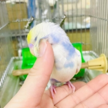 なれてるよ〜❣️1人餌❣️手のり！❣️カキカキ⭕️しっかりかまってね！　セキセイインコ　パステルレインボーパイド
