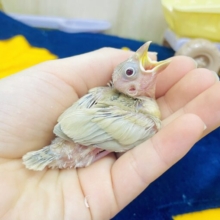 目の輝き見てなさ〜ーいっ🗯️⭐️⭐️💫　シナモン文鳥