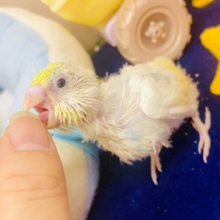 🎨🎨🫶アーティカルふぃーばー🫶🎨🎨　セキセイインコ　パステルレインボーパイド　