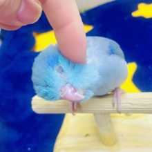 なれてるよ〜❣️手のり❣️さし餌2回❣️カキカキ良い感じに❤️ マメルリハ　ブルー　男の子