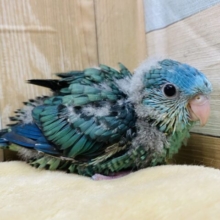 控えめ催促が可愛すぎる〜💕まん丸おめめのサザナミインコのブルー🫐