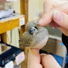 『わっ！💓』😯このお顔がたまらない、、、☁️ キンカ鳥　ノーマル