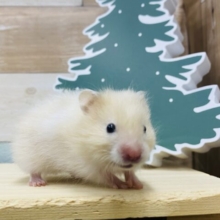 儚いその表情にやられちゃいます💕ツヤっと輝くサテンハムスター🐹🥕