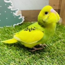 最新画像有ります❗️座ったフォルムが可愛すぎますっ😍セキセイインコのパイド！！