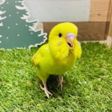 最新画像有ります🌟あわ〜い模様が可愛いんですっ😍セキセイインコのシナモンオパーリン！！
