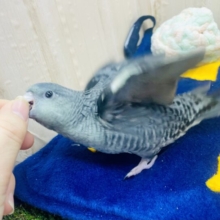 手のり❣️さし餌２回❣️ぴっぽぽぽぽぽ👑🩶な先輩🐦🩶🖤🩶　サザナミインコ　モーブ
