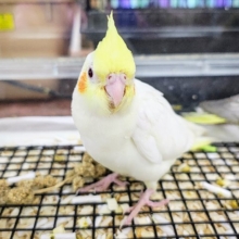 オレンジチークが可愛い🧡オカメインコのヒナ(ルチノー)入荷しました❤️