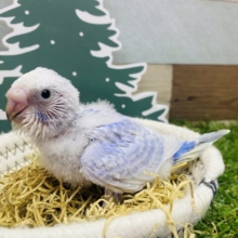 ❄️冬にぴったりお似合いなカラーです💜セキセイインコのスパングル！！