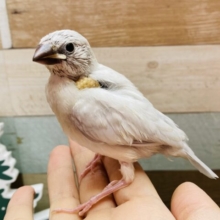 吸い込まれそうなほど大きなお口を開けているんです〜💨シルバー文鳥❗️