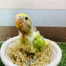 最新画像有ります❗️わたわたいっぱいキューティーこざッ❣️コザクラインコのオパーリンパイド！！