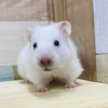 最新画像有り❗️☁️どちらのモフモフがお好みですか❓キュルキュルで可愛すぎる長毛ハムスター🐹