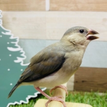 最新画像有ります🌟すずめじゃないよ〜アピール上手な桜文鳥🌸