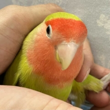 ✨️最新画像✨️爽快ジューシ〜スイカっち🎐🍉 コザクラインコ(シナモン/2023年10月生まれ)