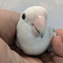 優しい愛色なんだよ💙コザクラインコ(ターコイズパイド) 2023年1月生まれ