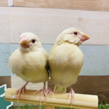 あと一羽✨最新画像有ります❗️みんなをメロメロにしちゃう優しいカラー🥰シナモン文鳥🤎